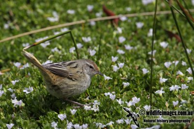 Little Grassbird a9830.jpg