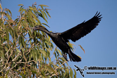 Little Black Cormorant a3410.jpg