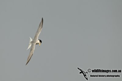 Little Tern a8428.jpg