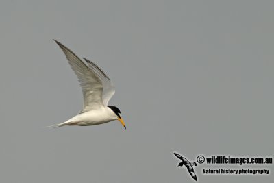 Little Tern a8456.jpg