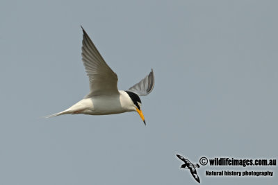 Little Tern a8459.jpg