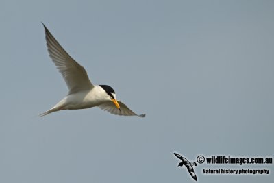 Little Tern a8474.jpg