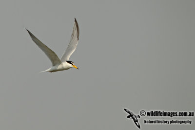 Little Tern a8492.jpg