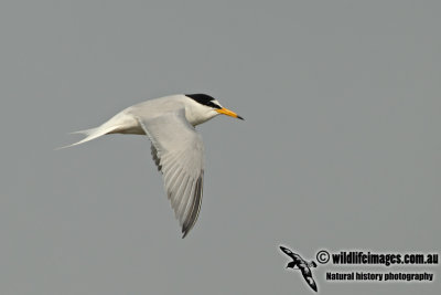 Little Tern a8496.jpg