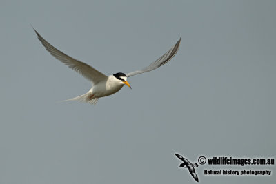 Little Tern a8536.jpg