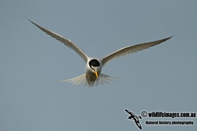 Little Tern a8545.jpg