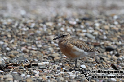 New Zeland Dotterel a7936.jpg