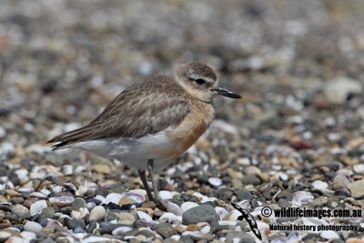 New Zealand Dotterel