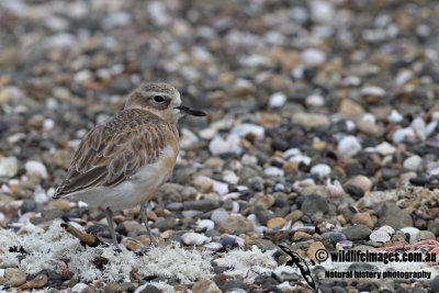 New Zeland Dotterel a7987.jpg