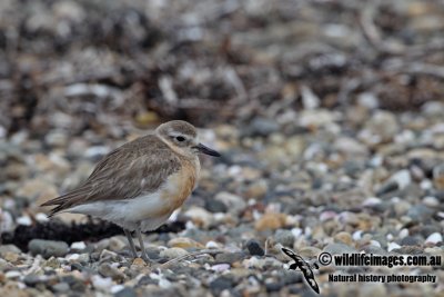 New Zeland Dotterel a7997.jpg