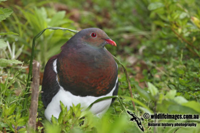 New Zealand Pigeon a6964.jpg
