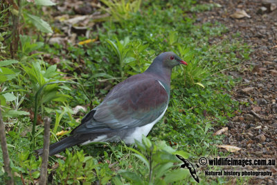 New Zealand Pigeon a7000.jpg