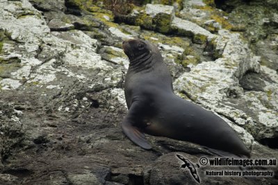 Hooker's Sea-lion a5697.jpg