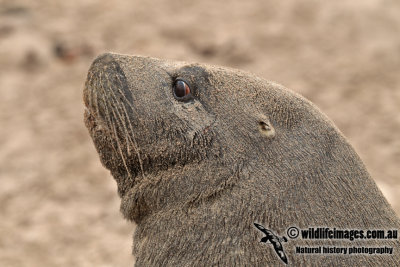 Hooker's Sea-lion a6250.jpg