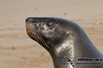 Hooker's Sea-lion a1079.jpg