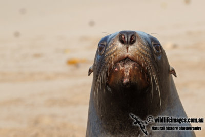 Hooker's Sea-lion a1080.jpg