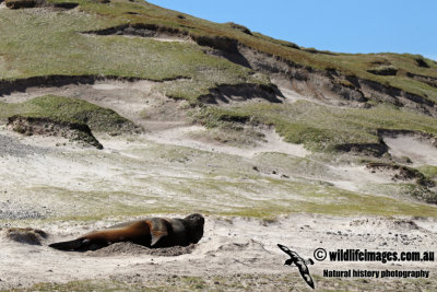 Hooker's Sea-lion a1653.jpg