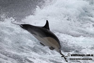 Common Dolphin a7118.jpg