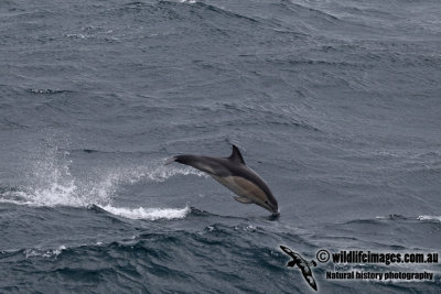 Common Dolphin a7120.jpg