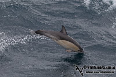 Common Dolphin a7139.jpg