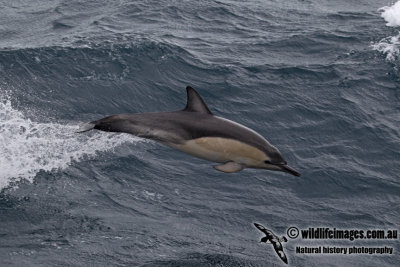 Common Dolphin a7140.jpg