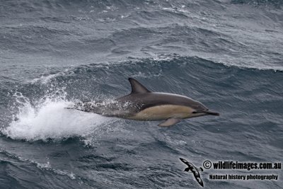 Common Dolphin a7141.jpg