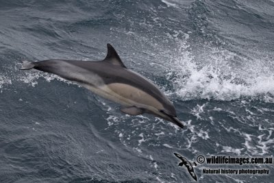 Common Dolphin a7143.jpg
