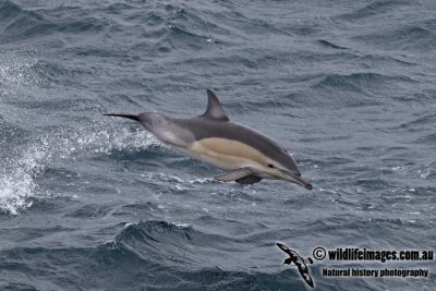 Common Dolphin a7160.jpg