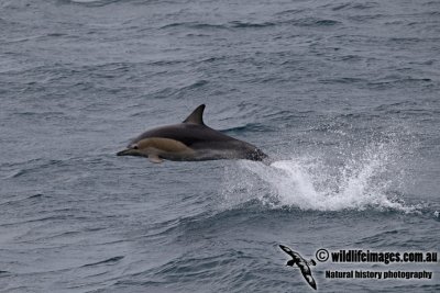 Common Dolphin a7162.jpg