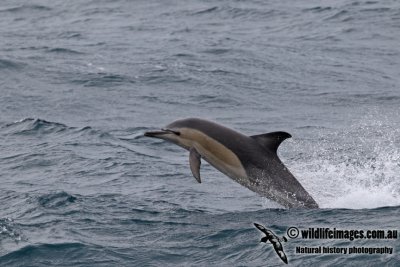 Common Dolphin a7164.jpg