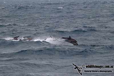 Common Dolphin a7168.jpg