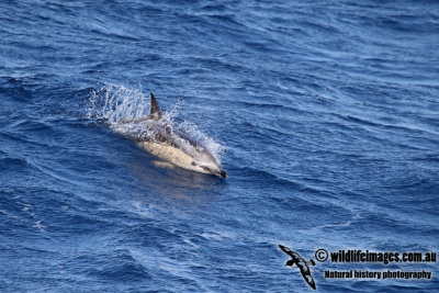 Common Dolphin a8146.jpg