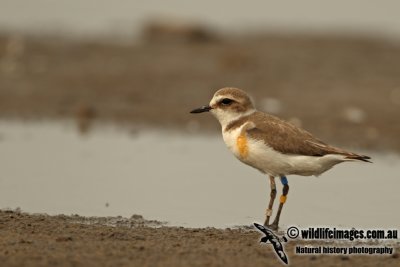 Kentish Plover a8645.jpg