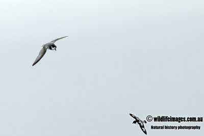 Blue Petrel a2184.jpg