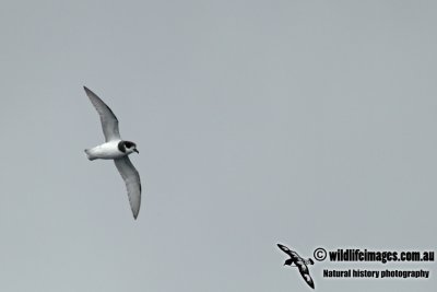 Blue Petrel a2186.jpg