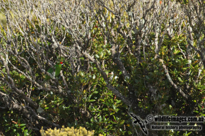 Red-crowned Parakeet a1150.jpg