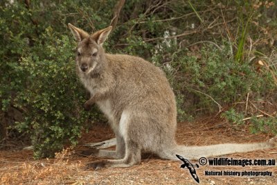 Red-necked Wallaby a4287.jpg