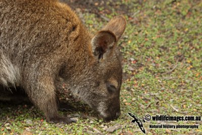 Red-necked Wallaby a4293.jpg