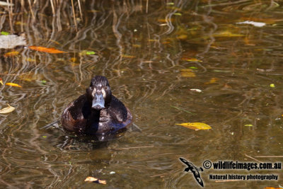 New Zealand Scaup a6703.jpg