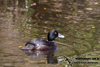 New Zealand Scaup a6705.jpg