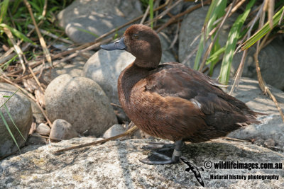 New Zealand Scaup a9129.jpg