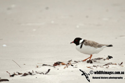 Hooded Plover a4226.jpg