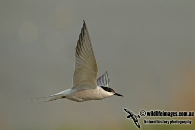 Common Tern a8427.jpg
