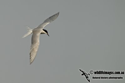 Common Tern a8436.jpg