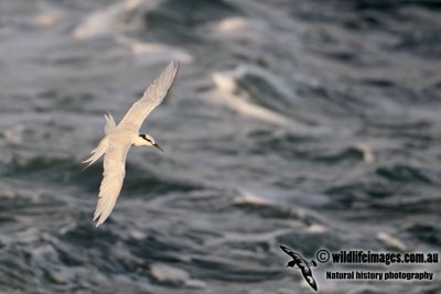 Black-naped Tern a4401.jpg