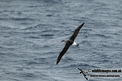 Grey-headed Albatross a1485.jpg