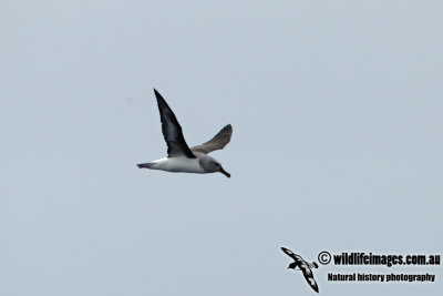 Grey-headed Albatross a1504.jpg