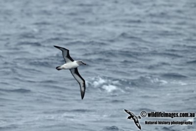 Grey-headed Albatross a1511.jpg