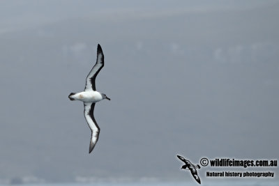 Grey-headed Albatross a1513.jpg