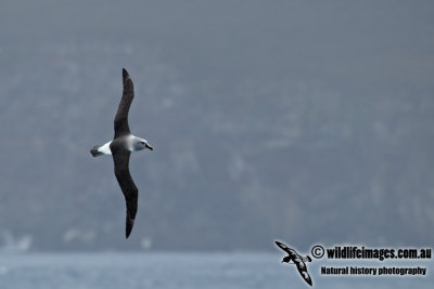 Grey-headed Albatross a1514.jpg